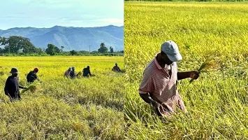 iciHaïti - Artibonite : Projet d’amélioration de la production rizicole