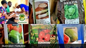 Haiti - Agriculture : Distribution of seeds to more than 2,000 farmers
