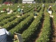Haïti - Social : Le Consul d’Atlanta dans un camp de travailleurs agricoles Haïtiens