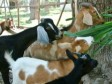 Haïti - Agriculture : Distribution de cabris aux petits paysans
