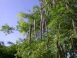 Haïti - Agriculture : Atelier sur la culture et l'utilisation du Moringa (Benzolive)