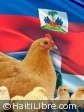 Haiti - Economy : Ban on poultry products, more political than sanitary ?